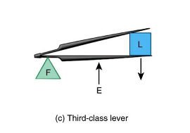 <p>Bicep curl</p><p>Third class lever</p>