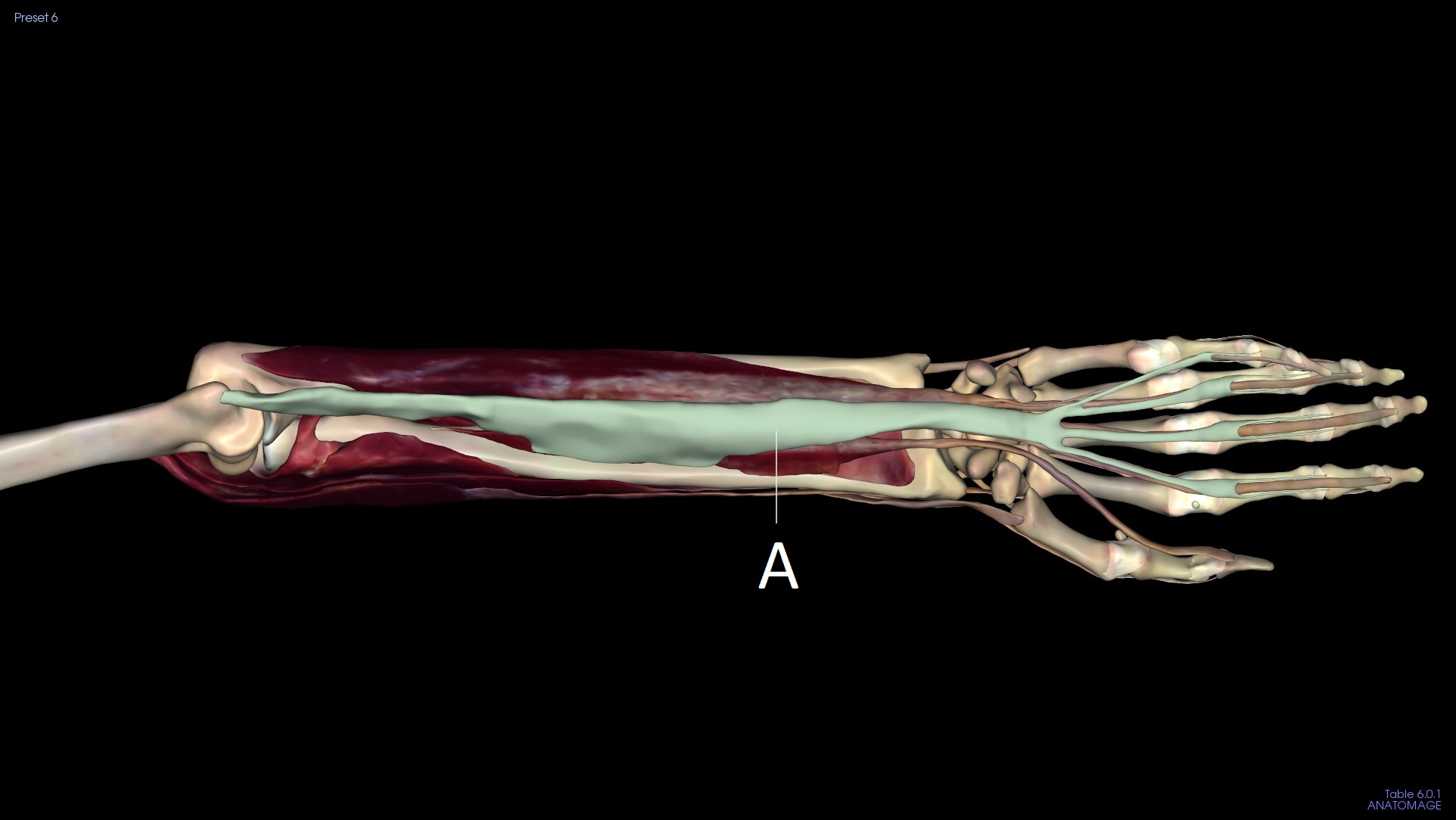 <p>A</p>