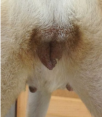 <p>What phase of estrous is this dog in?</p>