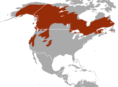 <p>American marten</p><p>red-backed voles, other rodents, insects, fruit</p><p>old-growth forest</p>