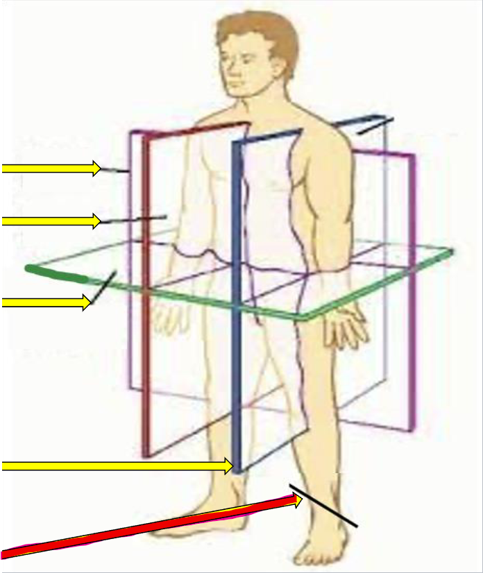 AA slanted or angled cut through the body