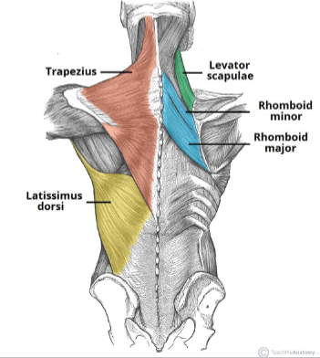 <p>What is the <strong>insert </strong>of the<strong> Latissimus dorsi</strong>?</p>