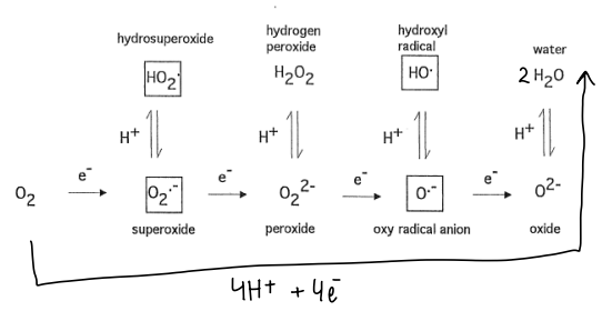 <p>All of the oxygen intermediates in the chain are highly toxic, therefore we need a means of reducing oxygen with 4 electrons instantaneously to form water.</p>