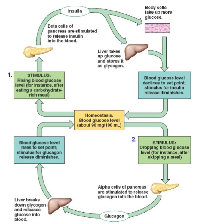 <p>Does blood glucose regulation use negative feedback? Why?</p>