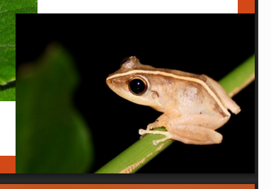 <p>name this animal</p>