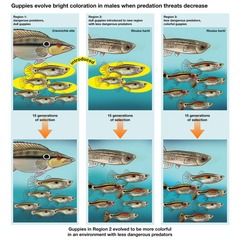 <p>A study investigating the effect of predation on the color variation of guppies, showing that brighter colors attract mates but may be less advantageous in the presence of predators.</p>