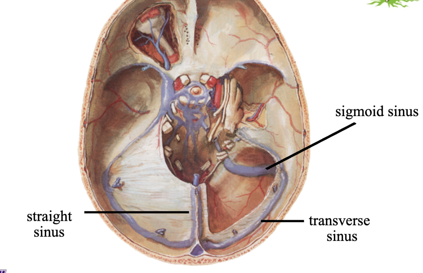 <p><strong>TENTORIUM CEREBELLI SINUS’S</strong></p><ul><li><p>straight sinus</p></li><li><p>transverse sinus <span style="color: red;"><strong>(paired)</strong></span></p></li></ul><p>sigmoid sinus <span style="color: red;"><strong>(paired)</strong></span> <strong>NOT on edge (more function as drainage)</strong></p>