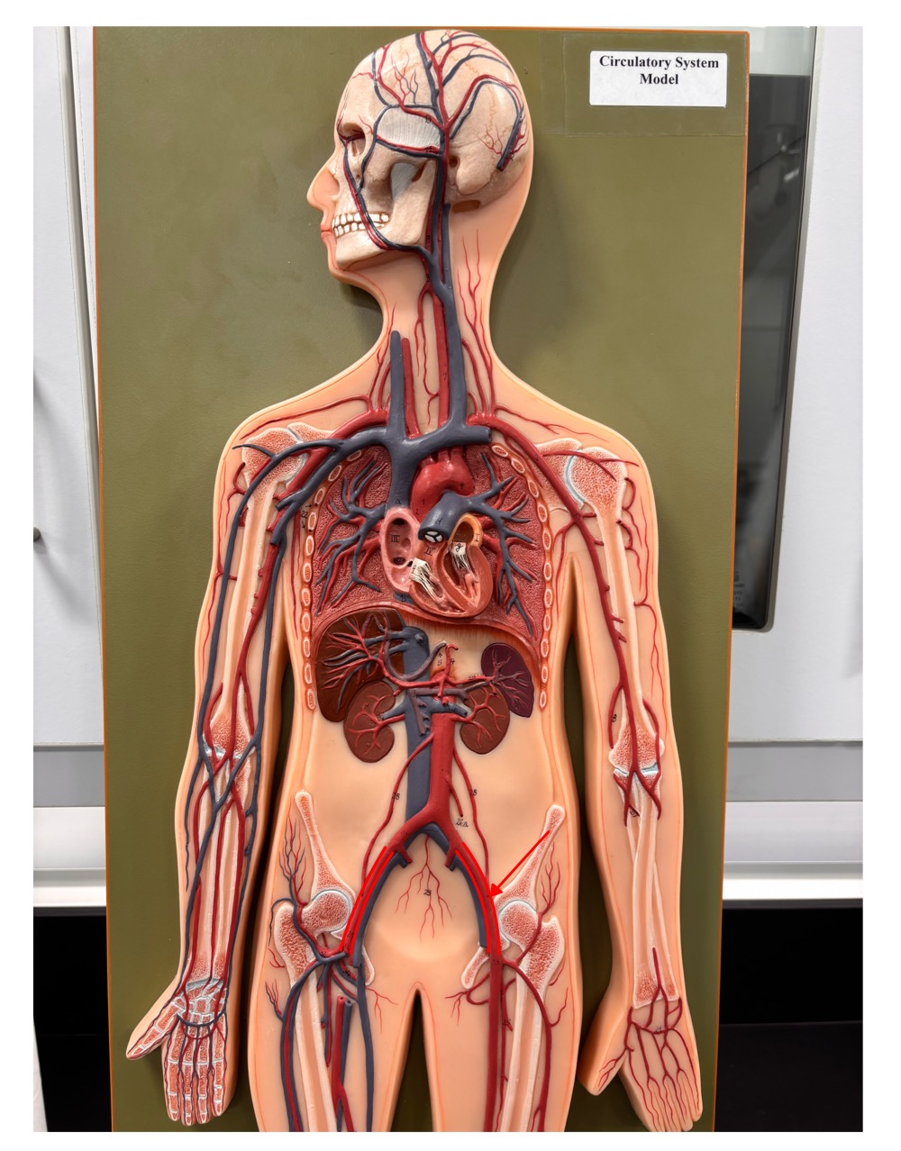 <p>name the blood vessel</p>