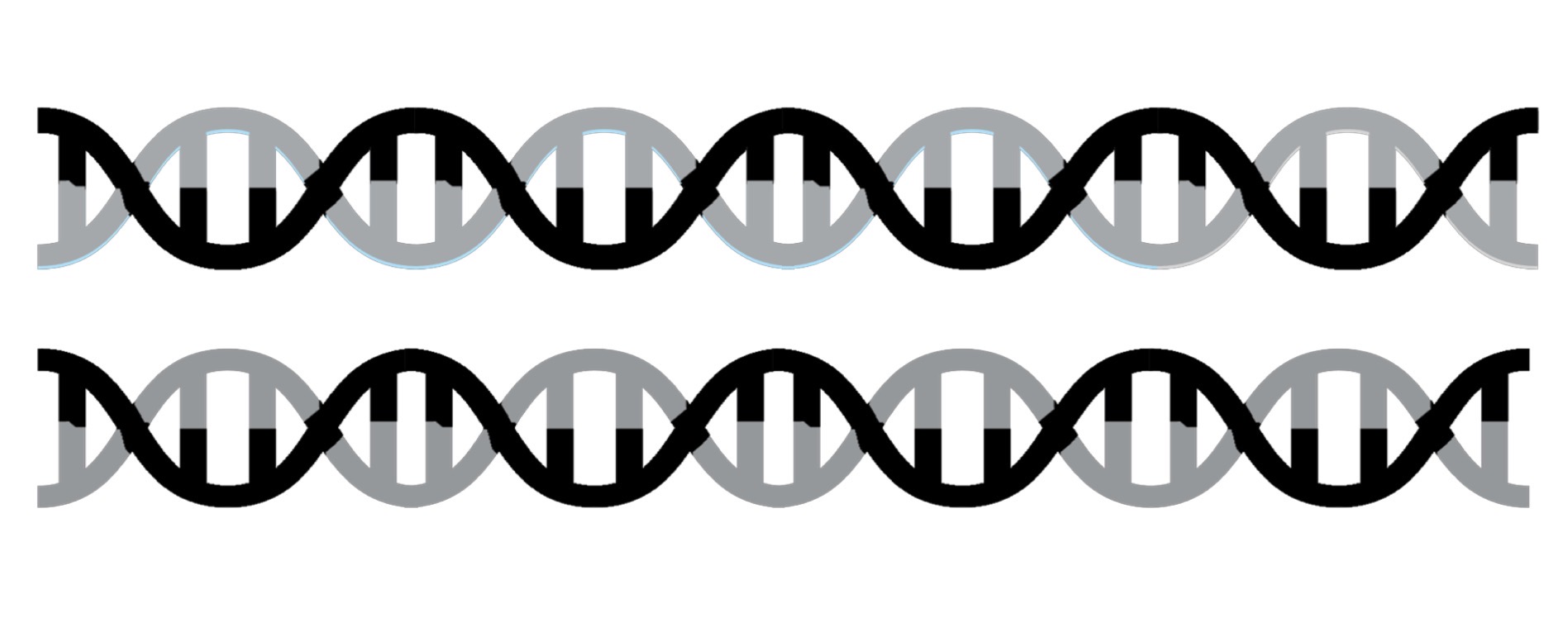 <p>DNA has been blank, In the end you get blank of the orignal DNA</p>