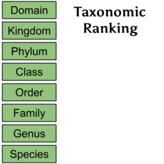 <p>· Domain</p><p>· Kingdom</p><p>· Phylum</p><p>· Class</p><p>· Order</p><p>· Family</p><p>· Genus</p><p>· Species</p><p></p><p>Largest to smallest </p>