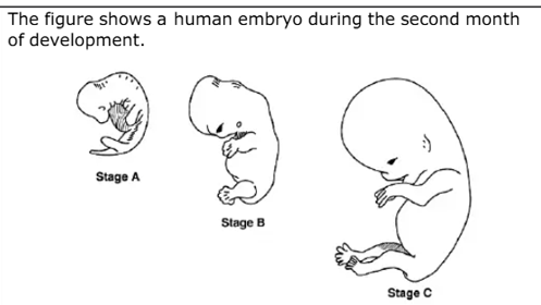<p>how can the control of development by homeobox genes be seen in stage A? (2)</p><p></p><p>Describe how the process of apoptosis can be seen between stage:</p><p>A and B</p><p>B and C</p>