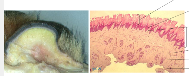 <p>Identify the layers, top to bottom</p>