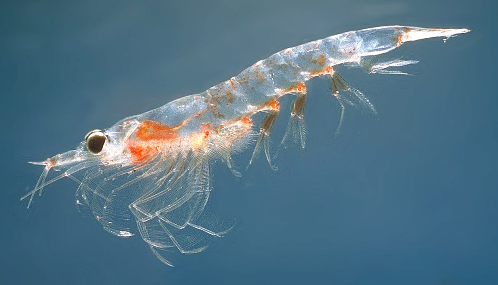 <p>krill</p>