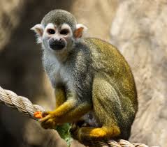 <p>Family: squirrel monkeys, capuchins </p>