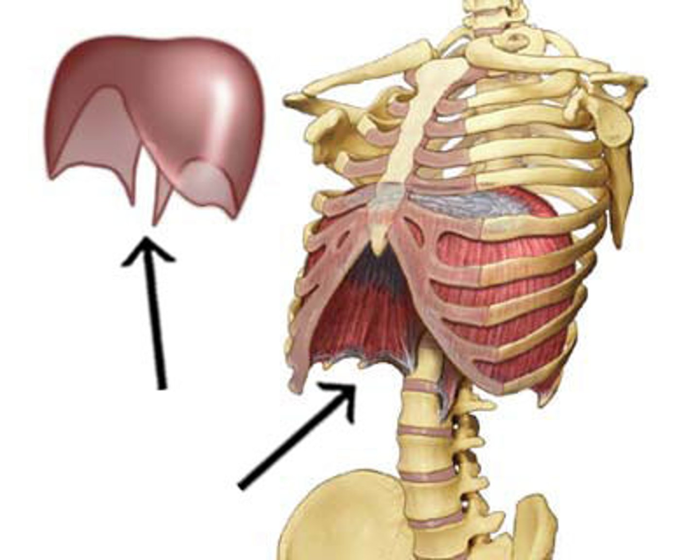 <p>xiphoid process of sternum, internal surfaces of 7th-12th costal cartilages/adjacent ribs, medial and lateral arcuate ligaments, L1-L3</p>