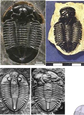 <p>Most abundant fossil arthropods, >1500 genera</p><p>Cambrian - Permian (541-252 Ma)</p><p>Well-calcified (calcite) dorsal side of exoskeleton</p><p>Marine benthic, a few planktonic or nektonic</p><p>Deposit feeders, carnivores</p><p>Body can be divided into 3 regions = Laterally, Central axial lobe, Two lateral pleural lobes</p><p>Anterior/Posterior = Cephalon (head), Thorax (middle body), Pygidium (posterior)</p><p>Branched (biramous) appendages = One pair per thoracic segment</p><p>Doublure: ventral extension of the dorsal exoskeleton</p><p>Hypostome: calcified mouthpart under glabella</p><p>Compound eyes</p><p>Some trilobites are blind</p><p>Eye: Holochroal = closely-packed lenses, all about the same size, Shizochroal = larger lenses arranged in rows</p><p>Glabella = Axial lobe of cephalon</p><p>Genal Angle = Angle formed by lateral and posterior margin cephalon, May have spine</p><p>Facial Suture = Line of weakness in cephalon</p><p>Free cheek = Cephalon outside of facial sutures</p><p>Fixed cheek = Cephalon surrounding glabella inside of facial sutures</p><p>Pygidium = Size relative to cephalon taxonically significant</p><p>Molting: Sutures = areas of weakness in cephalon cuticle, Suture types = where the facial suture meets the cephalon edge</p><p>Antennae = a single pair of many-jointed sensory appendages protruding from the front of the cephalon</p><p>Axial lobe = the central, longitudinal lobe running the length of the body</p><p>Carapace = the hard, mineralozed exoskeleton made of calcite and chitin</p><p>Paddles = paddle-like branches used for gill-breathing or swimming</p><p>Pleural lobe = The two lateral longitudinal lobes that flank the axial lobe</p><p>Preglabbelar field = area of the cephalon located between the front of the glabella and the anterior margin of the cephalon</p><p>Spine = various spines, evolved for defense, protection, or increased surface area</p><p>Telson = spike-like tail, sometimes a final spine on some trilobites</p>