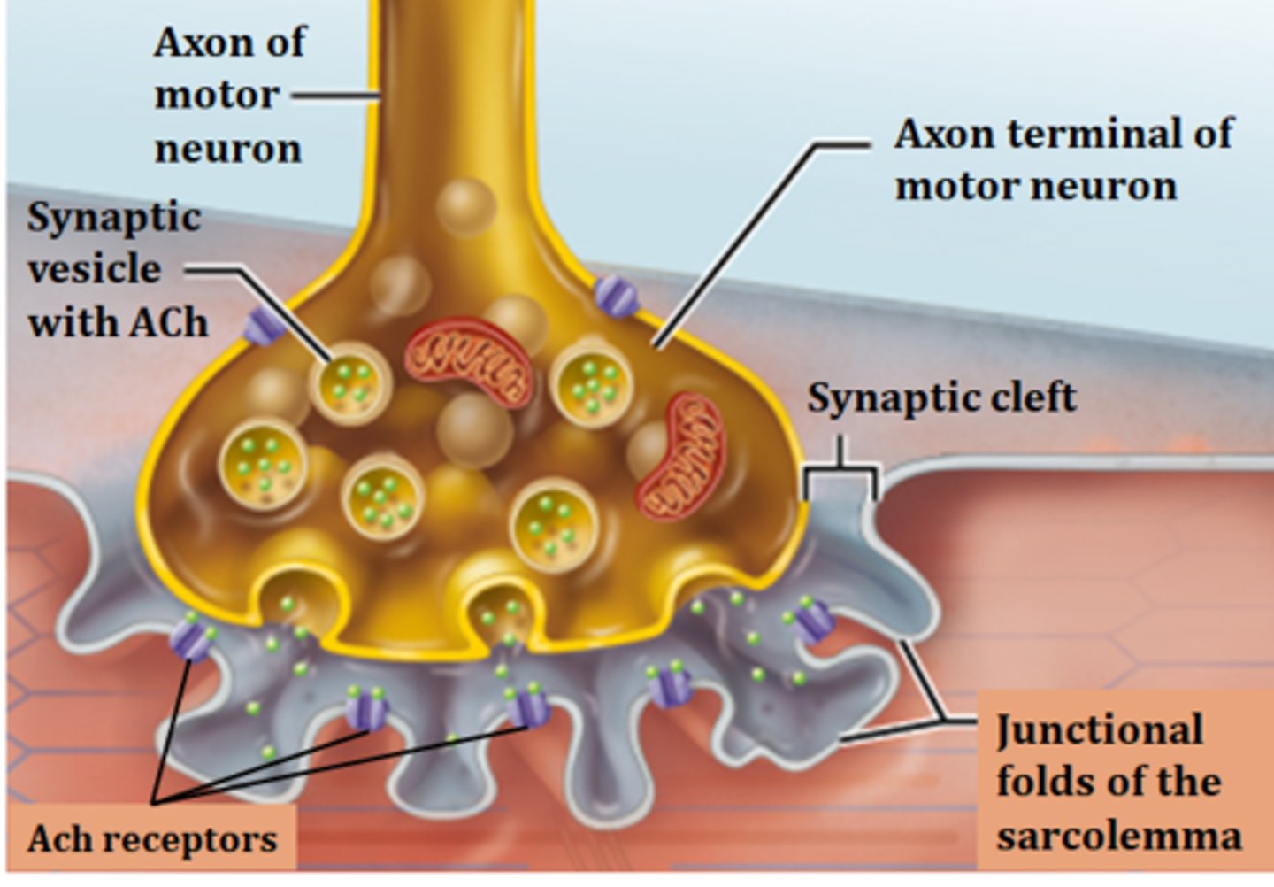 <p>synaptic cleft</p>