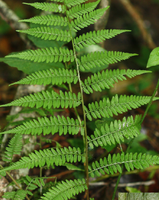 <p>Athyrium asplenioides</p>