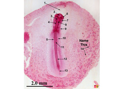 <p>clusters of mesodermal cells. aggregations of haematopoietic progenitors and endothelial precursors.</p>