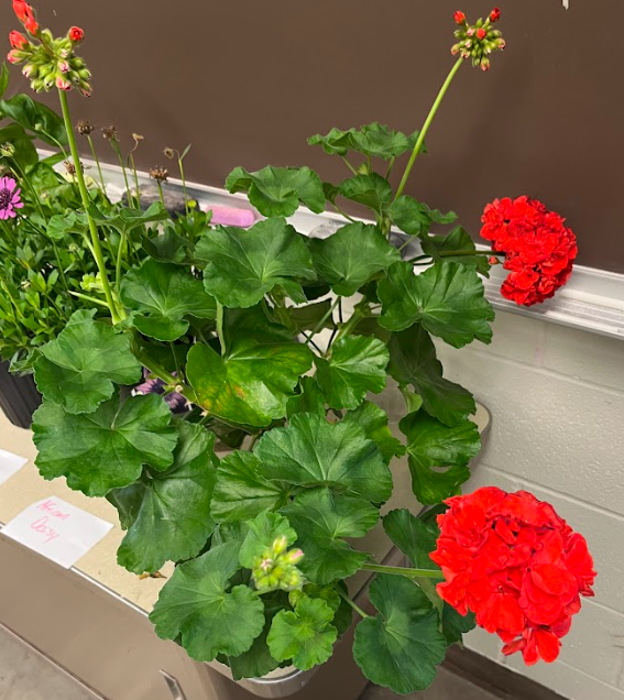 <ul><li><p>distinct red flower</p></li><li><p>different varieties</p></li></ul><p></p>