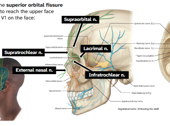 <p>Exits cranial cavity via the superior orbital fissure</p><p>→ Moves through orbit to reach the upper face</p><p>→ Terminal branches of V1 on the face:</p><p>→External nasal</p><p>→Supratrochlear</p><p>→Infratrochlear</p><p>→Supraorbital</p><p>→Lacrimal</p>