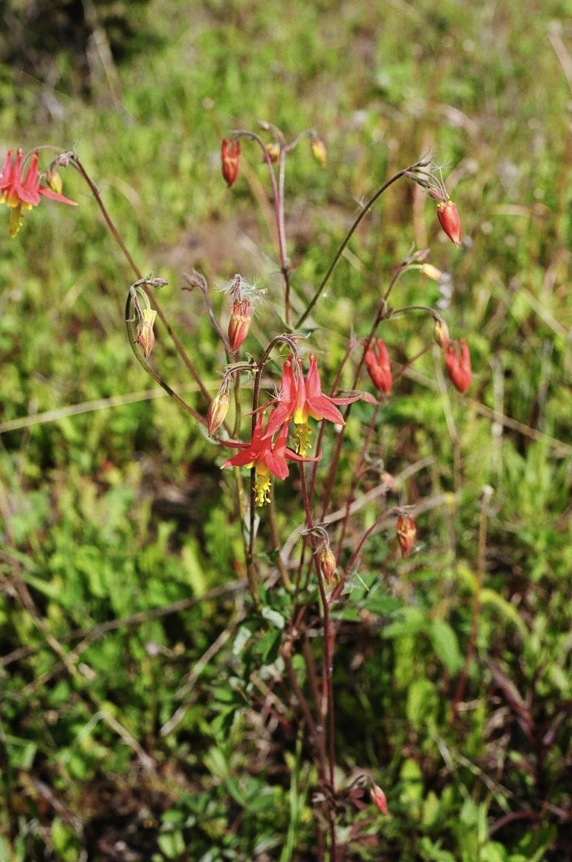 <p>Ranunculaceae</p>