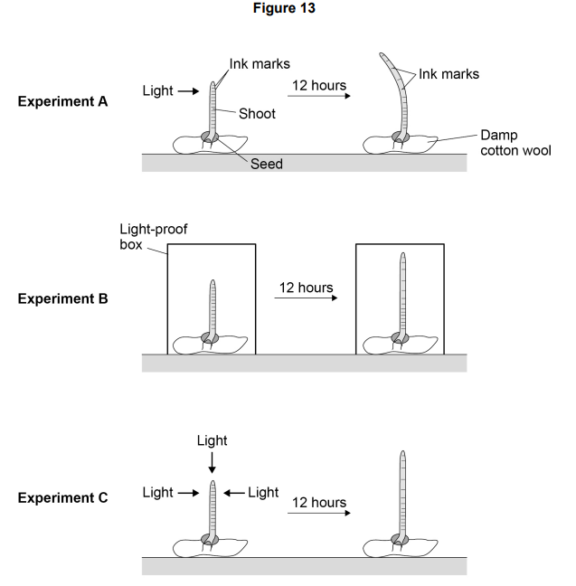 <ul><li><p>Students investigated the response of plant shoots to one-sided light.</p></li><li><p>Figure 13 shows how the students set up three experiments.</p></li></ul><p>Describe how experiment B and experiment C acted as controls for the investigation. [2 marks]</p>