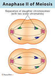 <p>Anaphase 2</p>