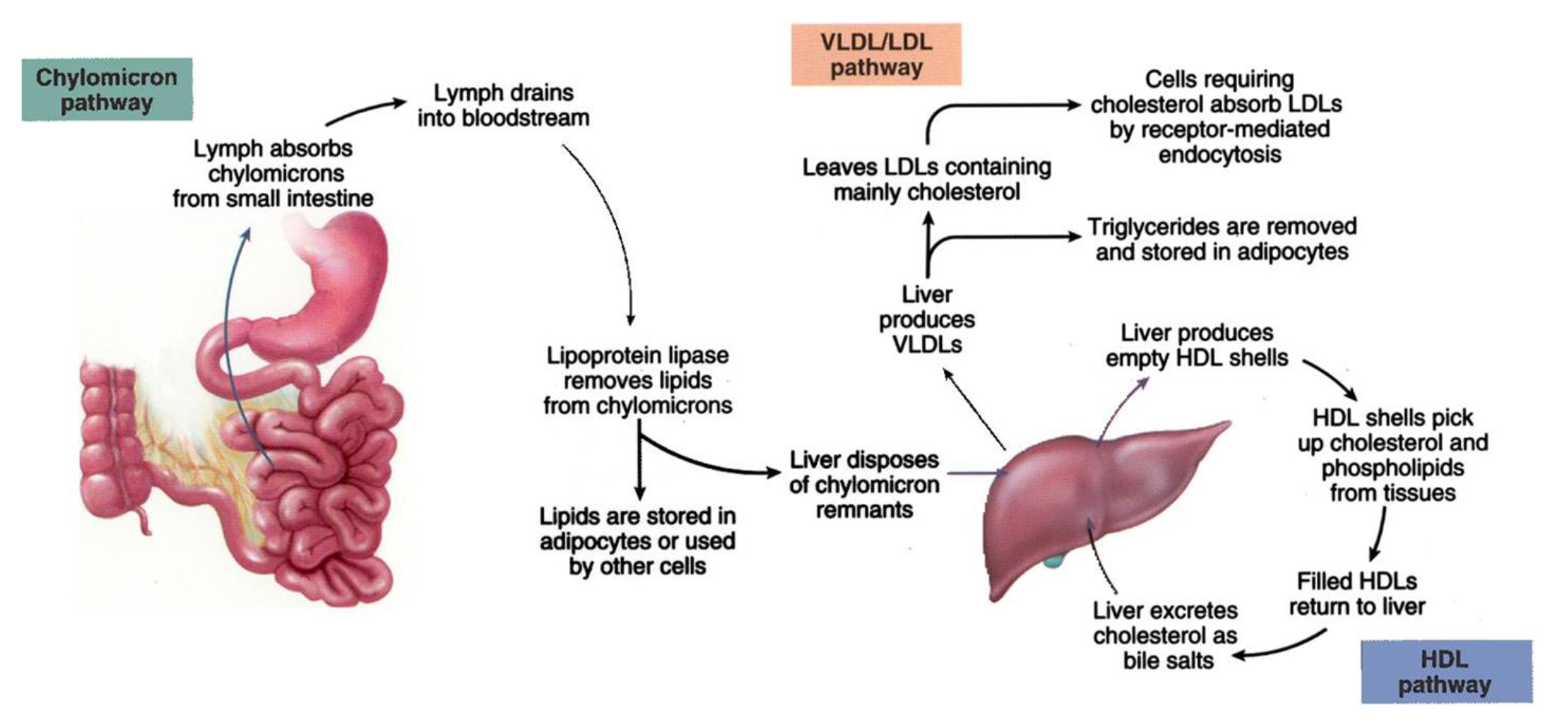<p>The role of LDLs (bad cholesterol) is to transport cholesterol and other lipids from</p><p>the liver to the peripheral tissues, making them available (via receptor mediated</p><p>endocytosis) for membrane or steroid hormone synthesis. The function of HDLs</p><p>(good cholesterol) is to transport excess cholesterol from peripheral tissues to the</p><p>liver, where it is broken down and becomes part of the bile </p>