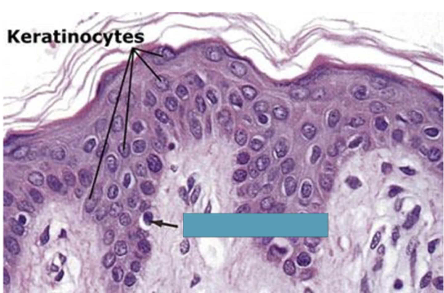 <p>Identify the cells</p>