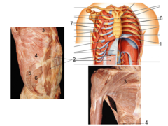 <p>farther away from the center or an organ or cavity</p>