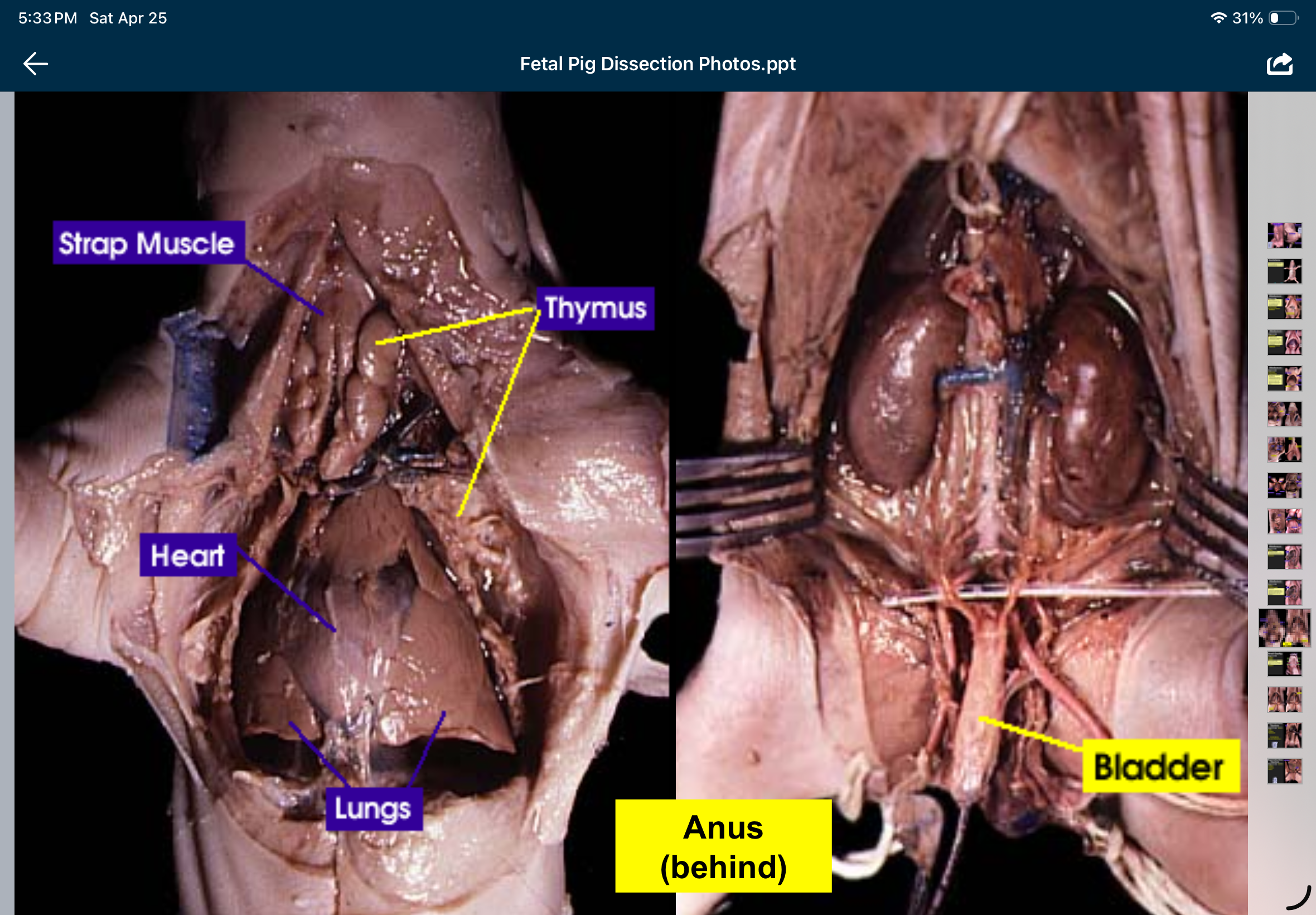 knowt flashcard image