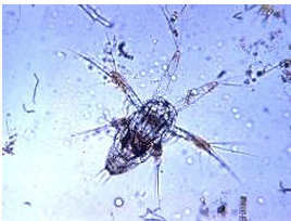 <p>ancestral larval stage of crustaceans</p>