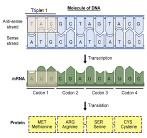 <p>codon = three consecutive bases on mRNA coding amino acid. codons are complementary to DNA triplets (opposite of triplets)</p><p>start codon = establish start of translation (<em>AUG = start codon</em>)</p><p>stop codon = translation terminated/stopped (<em>UAA, UAG, UGA = stop codon</em>)</p>