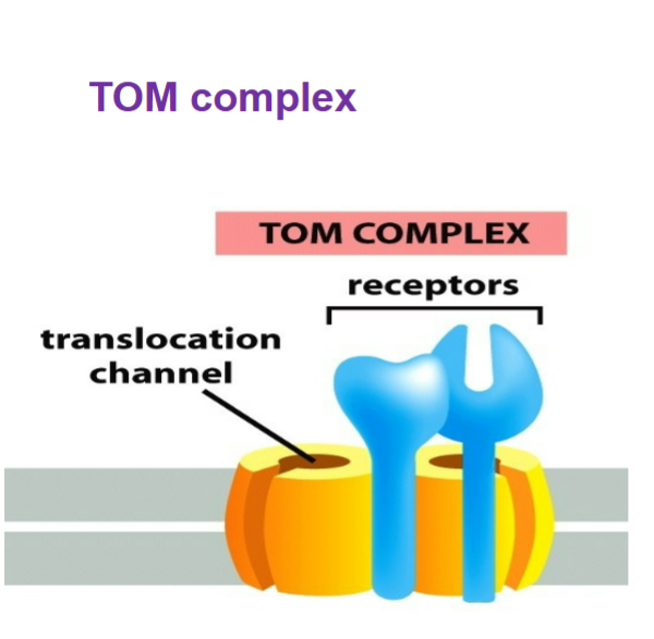 <p>TOM complex (translocase of outer mitochondrial membrane)</p>