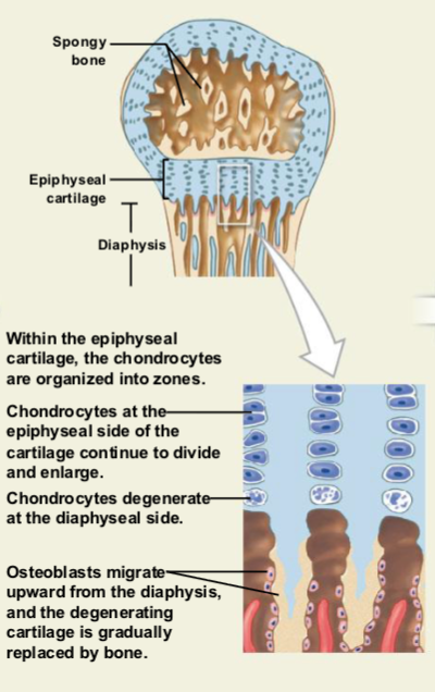 <ul><li><p>The <strong>epiphyses fill with spongy bone</strong>.</p></li><li><p>A layer of cartilage called the <strong>epiphyseal plate</strong> remains between the <strong>epiphysis and diaphysis</strong>.</p></li><li><p><strong>Cartilage grows on the epiphyseal side</strong>, while <strong>osteoblasts replace cartilage with bone on the diaphyseal side</strong>.</p></li><li><p>This process <strong>pushes the epiphysis away from the shaft</strong>, causing the <strong>bone to grow in length</strong>.</p></li></ul><p></p>