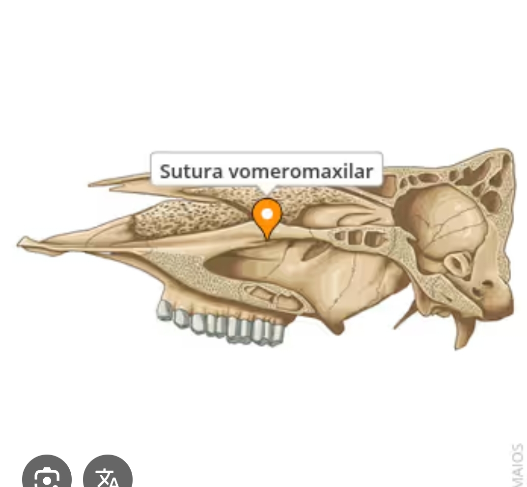 <p>sutura vomeromaxilar</p>