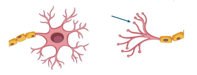 <p>Name the structure</p>