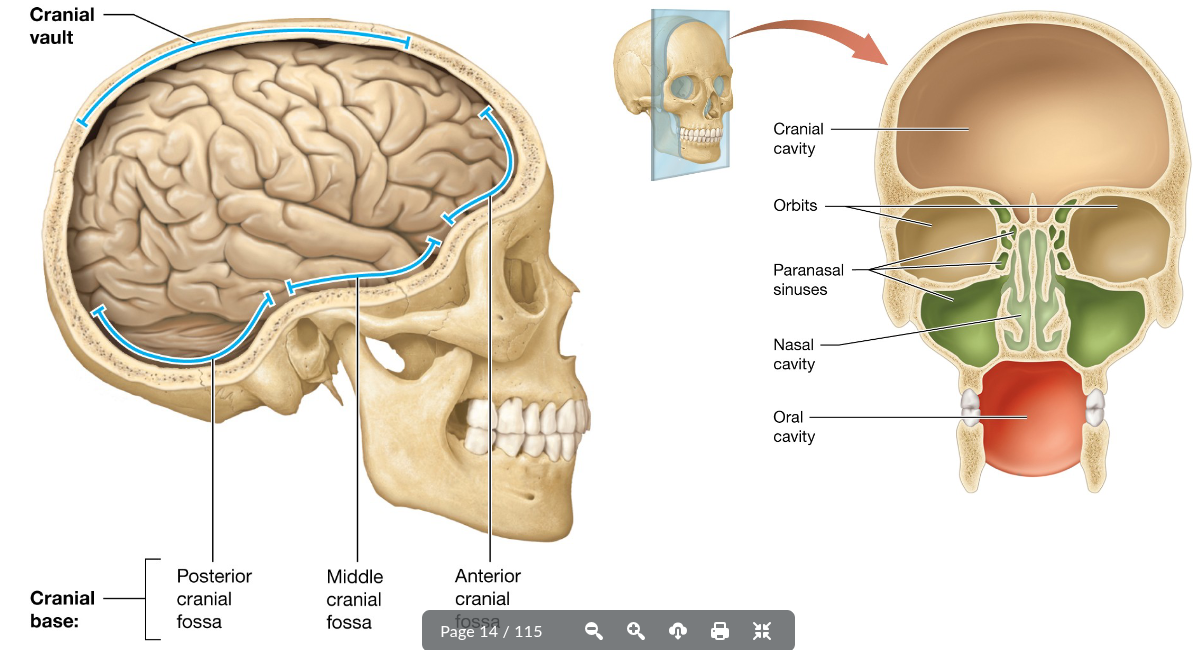 <p>Surrounds the brain with a superior</p>