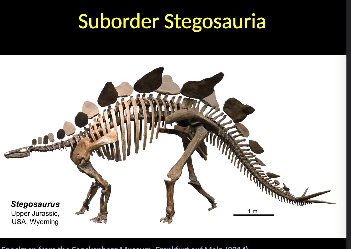 <p>Stegosauria - Stegosaurus </p><ul><li><p>Upper JURASSIC </p></li><li><p>USA</p></li></ul><p></p>