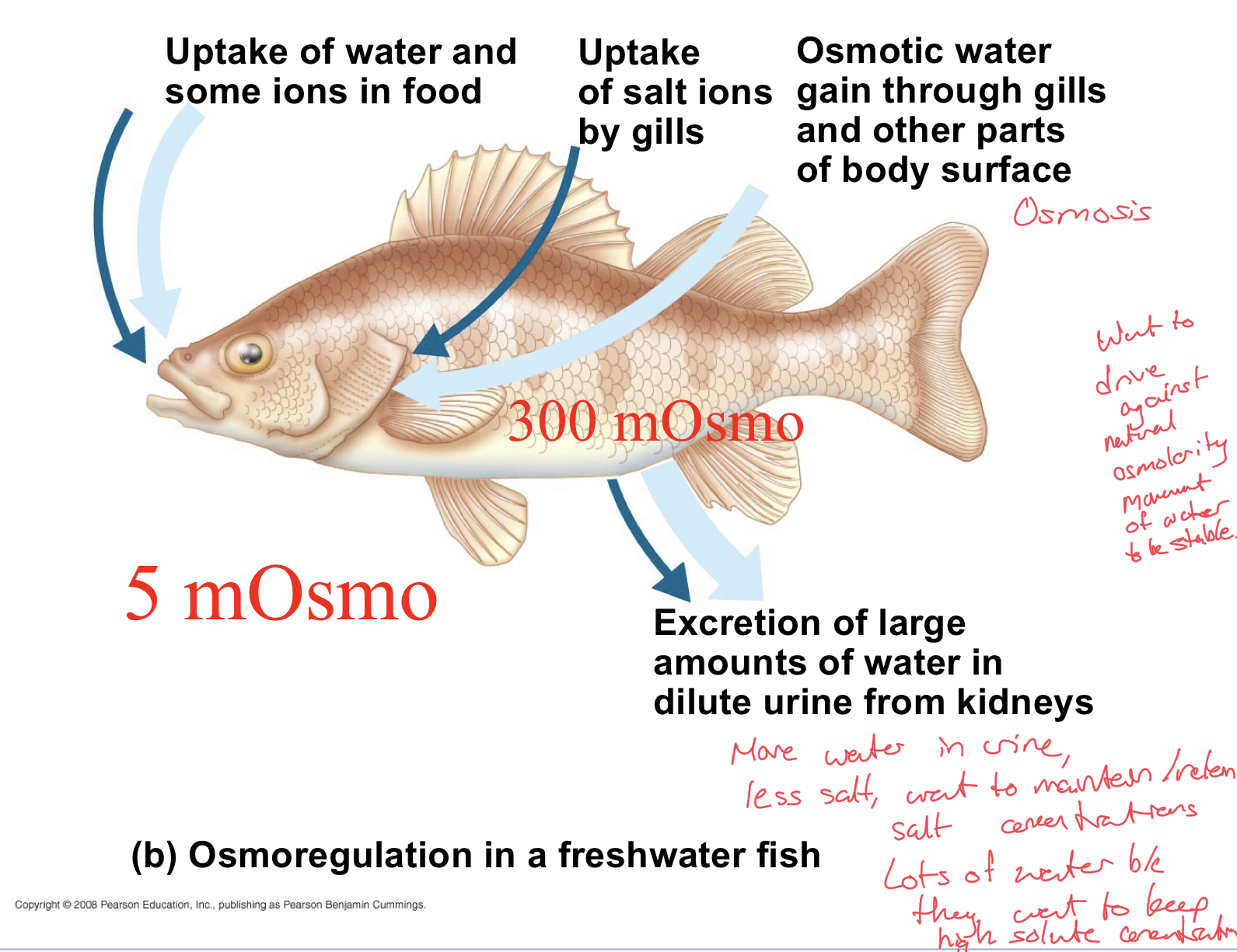 <p>Fish naturally has a much higher osmolarity than the external aquatic environment.</p><p>As a result, there is naturally some osmotic water gain through the gills and other parts of body surface. Higher solute inside, so water moves in naturally.</p><p>Uptake of water and some ions in food. </p><p>Uptake of salt ions by gills </p><p>End up excreting large amounts of water, very dilute urine from kidneys</p><p>More water in urine, less salts in urine. Want to maintain/retain their salt/ion concentrations.</p><p>Want to keep the higher osmolarity so try to uptake salt ions and lose lots of water through urine, drive against the natural osmolarity movement of water. </p>