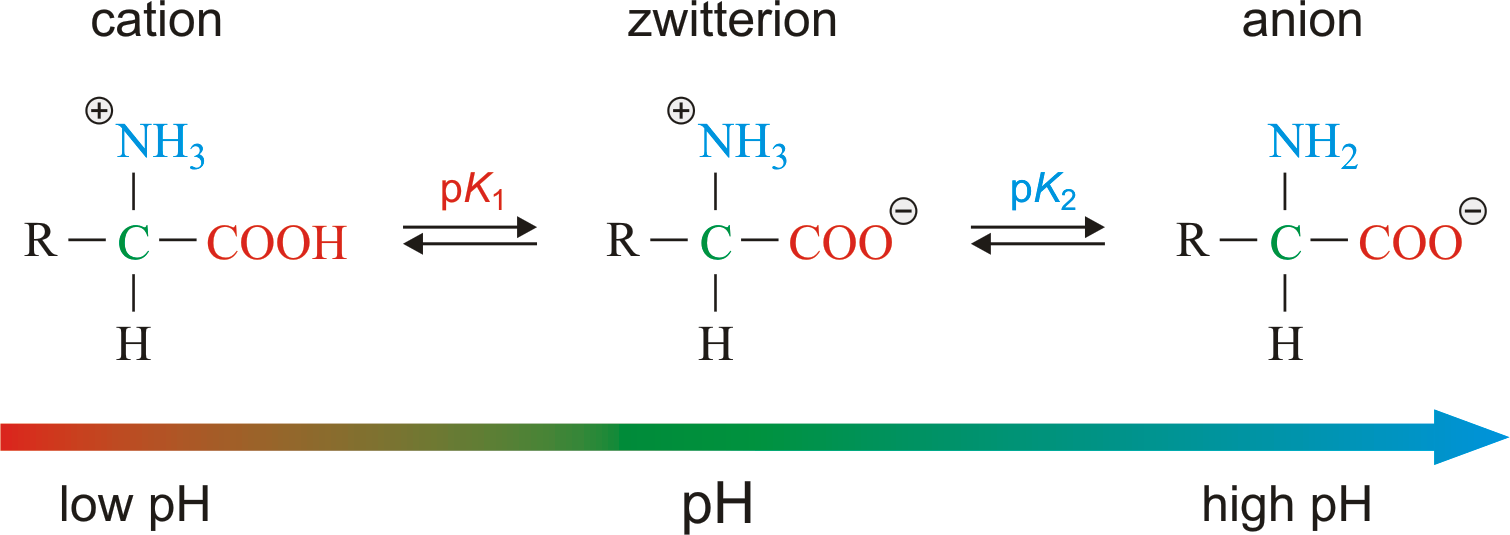 <p>zwitterion</p>