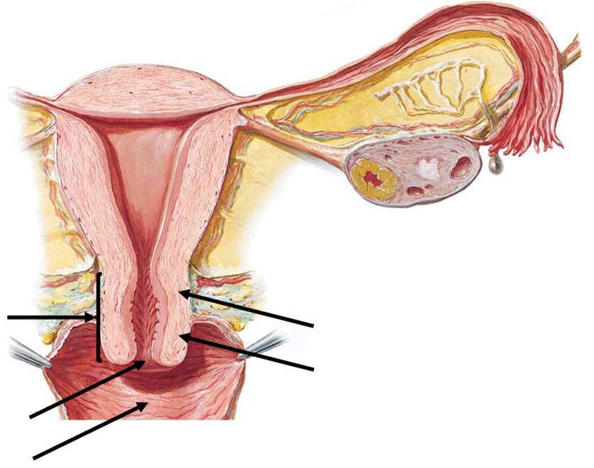 <p>Label the following diagram of the <strong>cervix</strong> & surrounding structures</p>