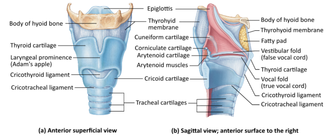 <p><span>What part of the larynx covers the laryngeal inlet during swallowing to keep food out of the lower respiratory passages?</span></p><table style="min-width: 25px;"><colgroup><col style="min-width: 25px;"></colgroup><tbody><tr><td colspan="1" rowspan="1" style="margin: 0px; padding: 0.3em; position: relative;"><p>vocal folds &nbsp; &nbsp; &nbsp; &nbsp;</p></td></tr><tr><td colspan="1" rowspan="1" style="margin: 0px; padding: 0.3em; position: relative;"><p>thyroid cartilage &nbsp; &nbsp; &nbsp; &nbsp;</p></td></tr><tr><td colspan="1" rowspan="1" style="margin: 0px; padding: 0.3em; position: relative;"><p>epiglottis &nbsp; &nbsp; &nbsp; &nbsp;</p></td></tr><tr><td colspan="1" rowspan="1" style="margin: 0px; padding: 0.3em; position: relative;"><p>glottis</p></td></tr></tbody></table><p></p>