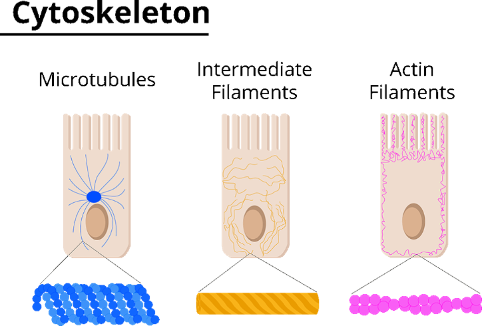 <ol><li><p>Microfilaments</p><ol><li><p>6nm thick, made of actin protein, form terminal web</p></li></ol></li><li><p>Intermediate filaments</p><ol><li><p>8-10 nm thick, within skin cells, made of keratin protein, give cells shape, reduce stress</p></li></ol></li><li><p>Microtubules</p><ol><li><p>25 nm thick, protein tubulin, radiate from centrosome (can come or go), Maintain cell shape, hold organelles, act as railroad tracks for walking motor proteins</p></li></ol></li></ol><p></p>