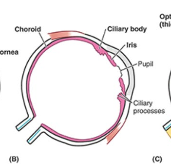 <ul><li><p>consists of choroid, ciliary body, and iris</p></li></ul><p></p>