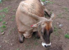 <p>- Commonly last from 1-12 hours</p><p>- Unable to stand, but animal remains in sternal recumbency</p><p>- Depression, dry muzzle, cold extremities, often lateral bend (S-shaped kink) in the neck then the head becomes averted against the chest</p><p>- Eyes usually dry, pupils dilated, pupillary light reflex reduced or absent</p><p>- T often sub-normal, HR slightly elevated (80-90 bpm), but intensity of heart sounds is markedly reduced</p><p>- Rumen stasis and secondary bloat are common, faeces dry, commonly covered with a thin layer of mucus</p>