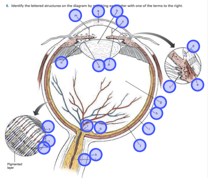 <p>Label the structures of the eye in the figure below.</p>