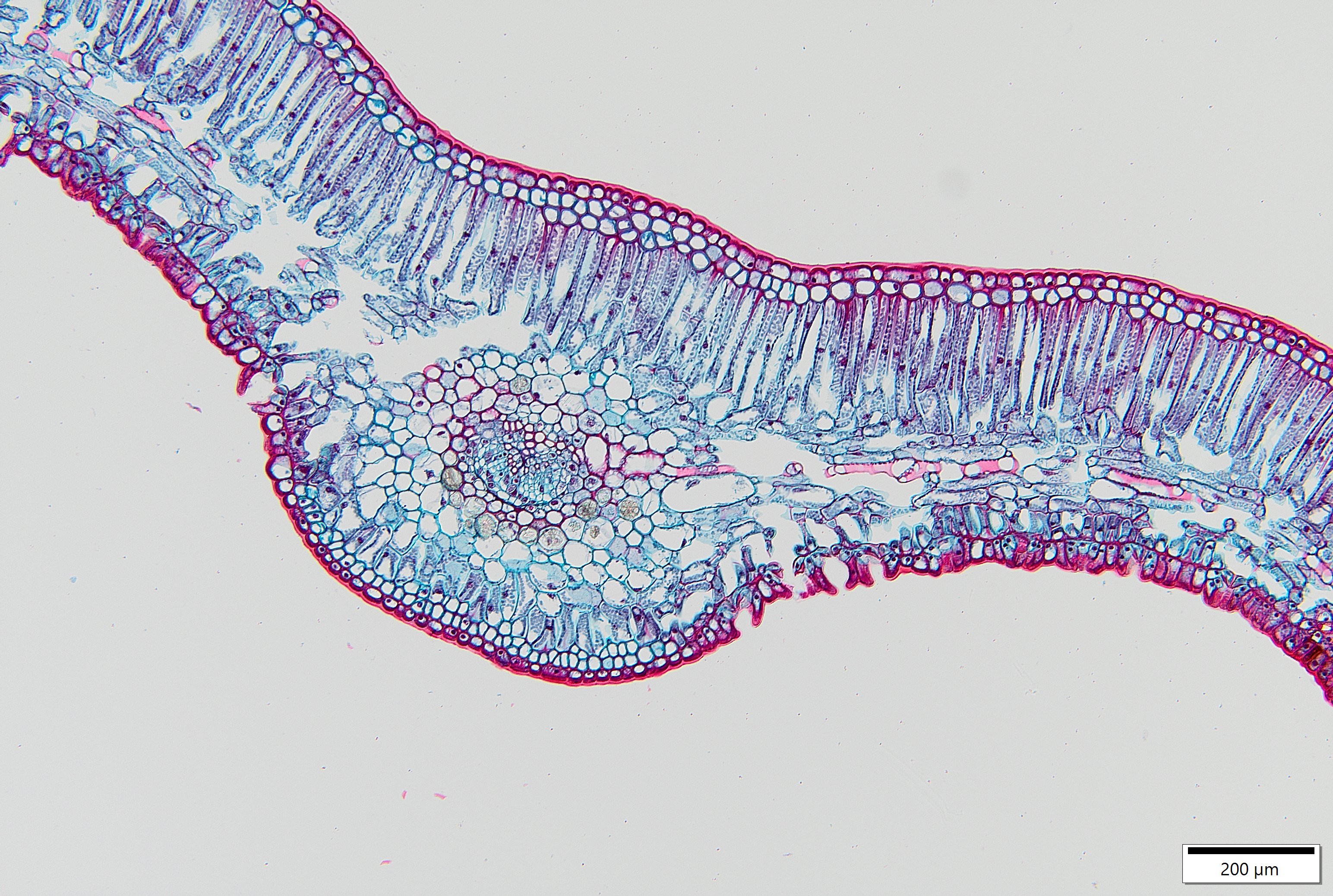 <p>Identify and label the cross section</p>