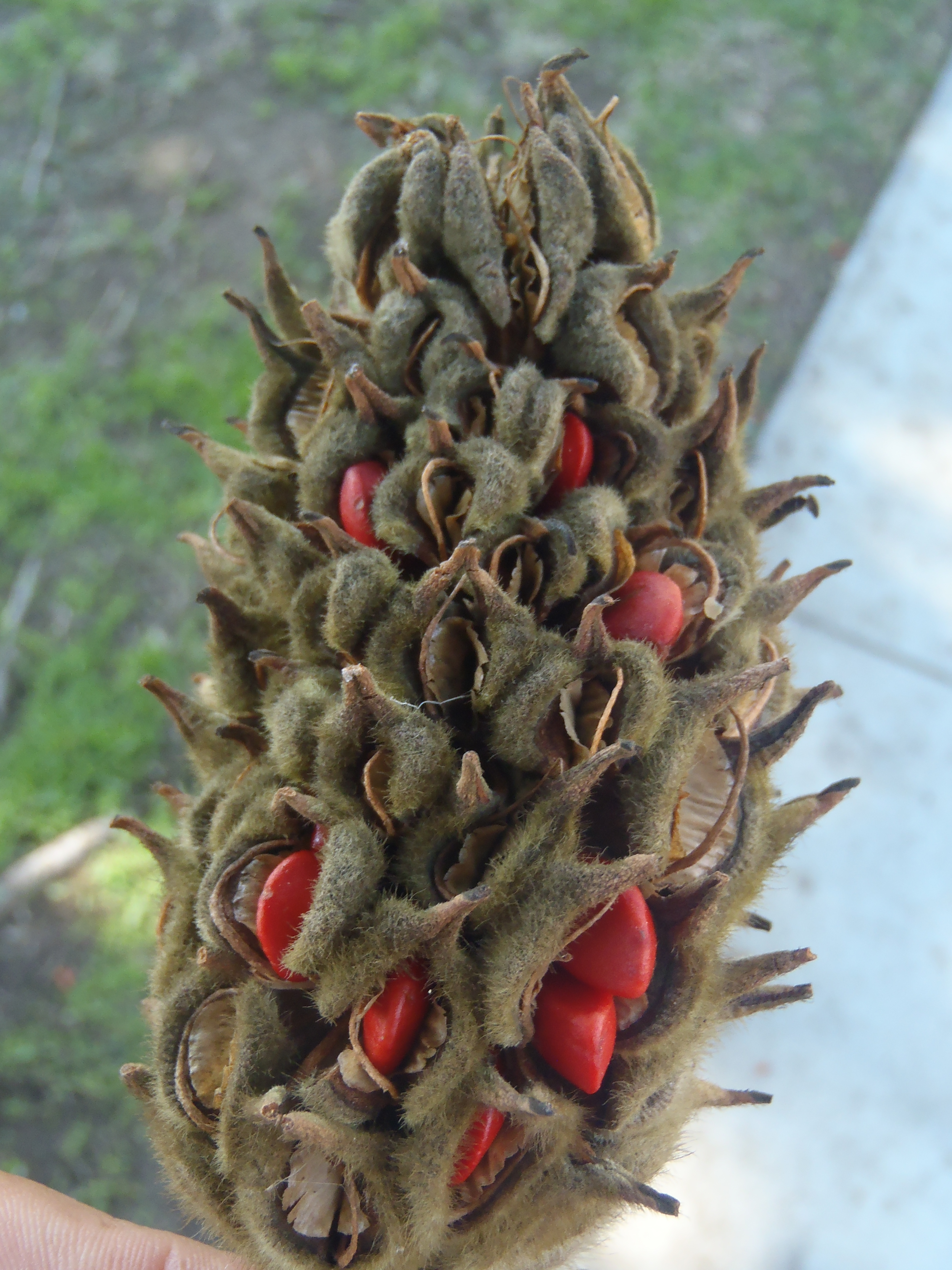 <p>Pyrus kawakamii - Evergreen Pear</p>